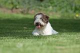 LAGOTTO 034